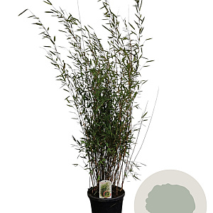 Fargesia nitida 'Black Pearl' 125-150 cm 15L