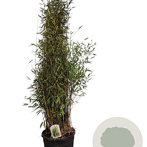Fargesia nitida 'Black Pearl' 150-175 cm 30L