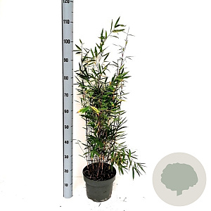Fargesia nitida 'Black Pearl' 90-110 5,0L