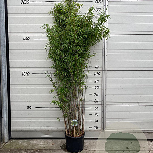 Fargesia nitida 'Volcano' 125-150 cm 10L