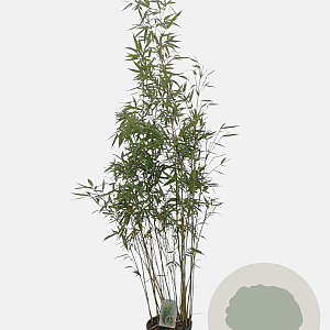 Fargesia robusta 'Pingwu' 125-150 cm 10L