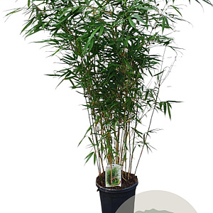 Fargesia robusta 'Pingwu' 125-150 cm 10L