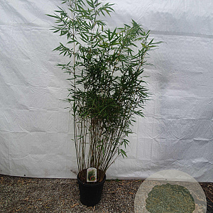 Fargesia robusta 'Pingwu' 125-150 cm 15L