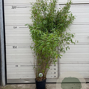 Fargesia 'Winter Joy' 125-150 cm 10L