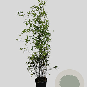 Phyllostachys nigra 125-150 cm 10L