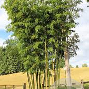 Phyllostachys vivax 40-50 cm 5,0L