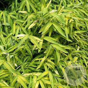 Pleioblastus viridistraiatus 'Auricoma' 20-40 cm 2,0L
