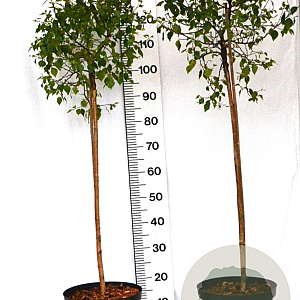 Betula pendula 'Magical Globe' 40-60 cm 10L