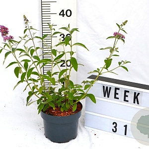 Buddleja weyer. 'Flower Power' 30-40 cm 2,0L