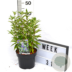 Caryopteris cland. Grand Bleu 40-60 cm 3,0L
