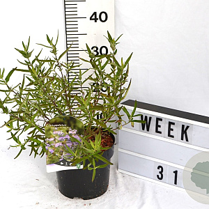 Caryopteris cland. 'Kew Blue' 40-60 cm 3,0L