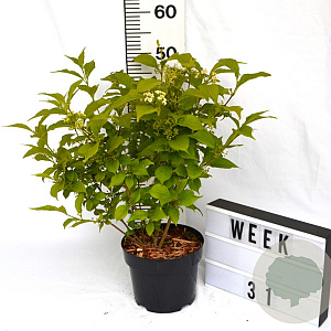 Callicarpa jap. 'Leucocarpa' 40-60 cm 3,0L