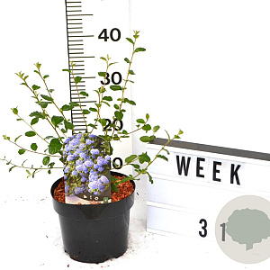 Ceanothus 'Burkwoodii' 40-60 cm 3,0L