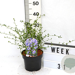 Ceanothus 'Concha' 40-60 cm 3,0L