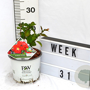 Chaenomeles spec. 'Scarlet Storm' 40-60 cm 3,0L