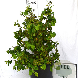 Corylus a. Medusa 50-70 cm 12L
