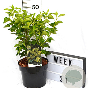 Hedera hel. 'Arborescens' 40-50 cm 5,0L