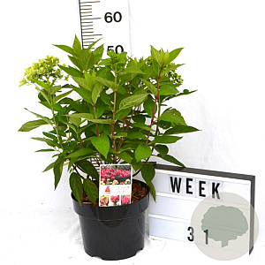 Hydrangea pan. Bonfire 40-50 cm 5,0L