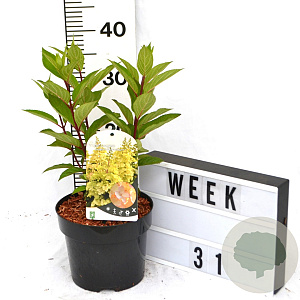 Hydrangea pan. Candlelight 40-60 cm 3,0L