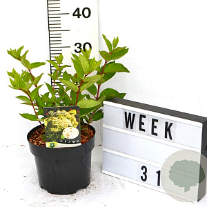 Hydrangea pan. 'Grandiflora' 40-60 cm 3,0L