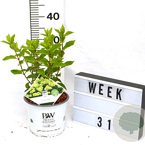 Hydrangea pan. Little Lime 40-60 cm 3,0L