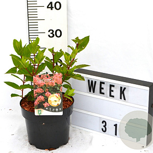 Hydrangea pan. 'Pink Diamond' 40-60 cm 3,0L