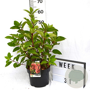 Hydrangea pan. 'Wim's Red' 40-50 cm 5,0L