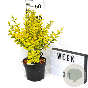 Ligustrum oval. 'Aureum' 40-60 cm 3,0L