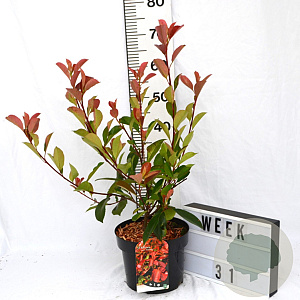 Photinia fraseri 'Camilvy' 40-50 cm 5,0L