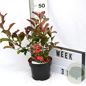 Photinia fraseri 'Camilvy' 40-60 cm 3,0L