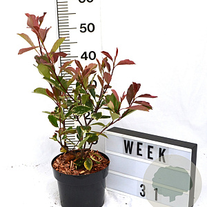 Photinia fraseri Louise 40-60 cm 3,0L