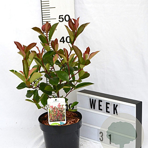 Photinia fraseri 'Mandarino' 40-60 cm 3,0L