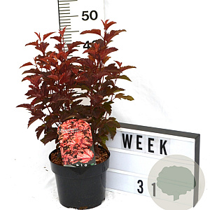 Physocarpus opulif. Little Angel 40-60 cm 3,0L