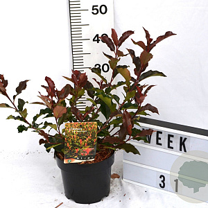Physocarpus opulif. Magic Ball 40-60 cm 3,0L