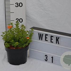 Potentilla f. 'Red Ace' 30-40 cm 2,0L