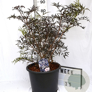 Sambucus nigra Black Lace 50-70 cm 12L