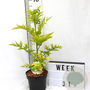 Sambucus nigra Golden Tower 40-60 cm 3,0L