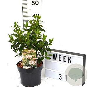 Viburnum tin. 'Eve Price' 40-60 cm 3,0L