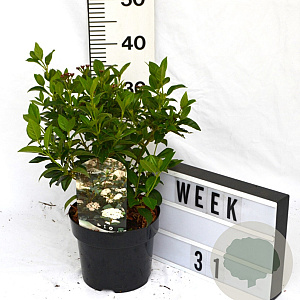 Viburnum tinus 40-60 cm 3,0L