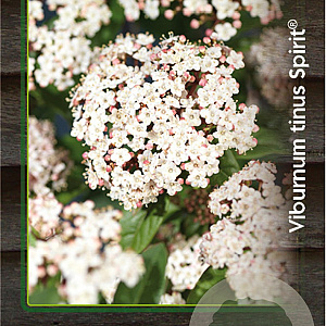 Viburnum tin. Spirit 40-50 cm 5,0L