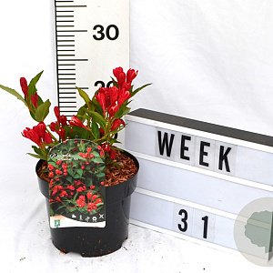 Weigela All Summer Red 40-60 cm 3,0L