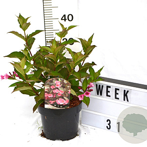Weigela 'Minuet' 40-60 cm 3,0L