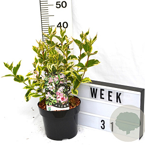 Weigela 'Nana Variegata' 40-60 cm 3,0L