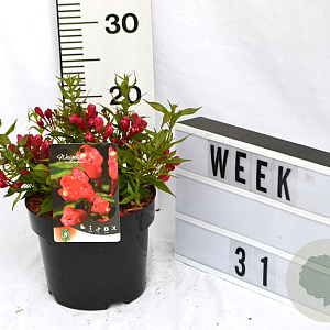 Weigela Picobella Rosso 40-60 cm 3,0L