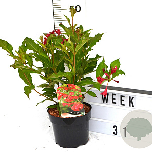 Weigela 'Red Prince' 40-60 cm 3,0L