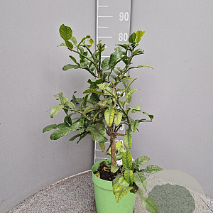 Citrus hystrix 50-60 cm 4,0L