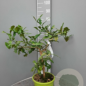 Citrus hystrix 50-60 cm 4,0L