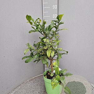 Citrus hystrix 50-60 cm 4,0L
