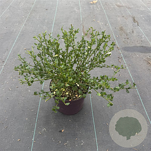 Ceanothus impressus 'Victoria' 10-15 cm 2,0L