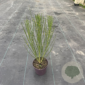 Cytisus 'Boskoop Ruby' 40 cm P13